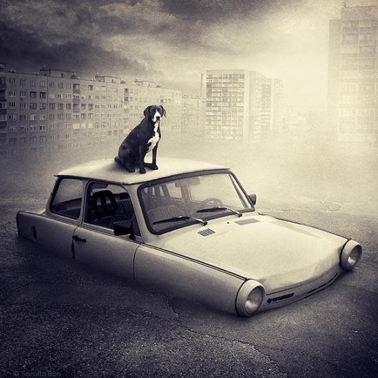 Artist Creates Surreal Pictures With Shelter Animals